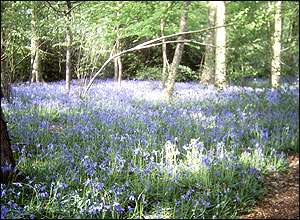 Walking in Berkshire